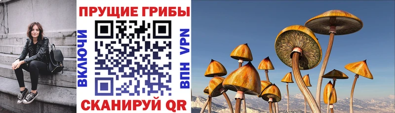 Купить где  Муравленко  Псилоцибиновые грибы Magic Shrooms 